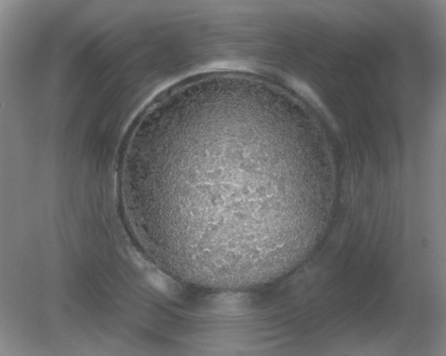 X0000081381268200701182156