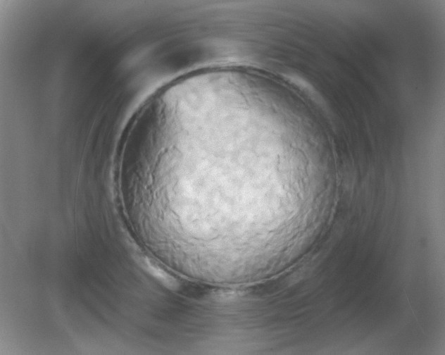 X0000081381278200701182156