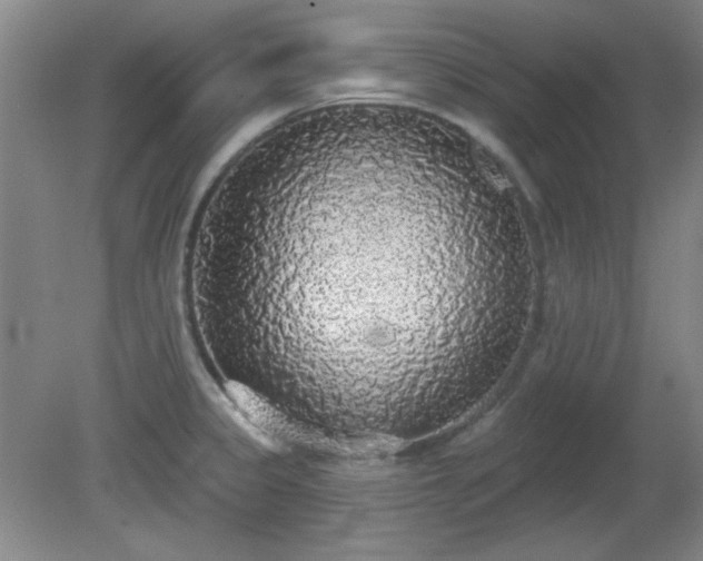 X0000081381333200701182155