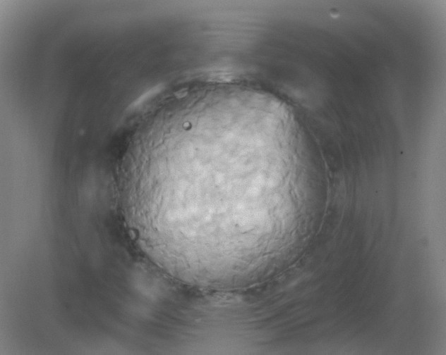 X0000081381446200701182153