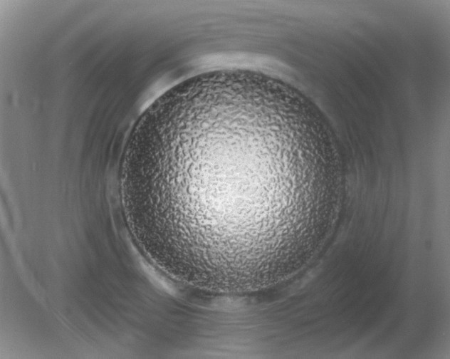 X0000081381521200701182152