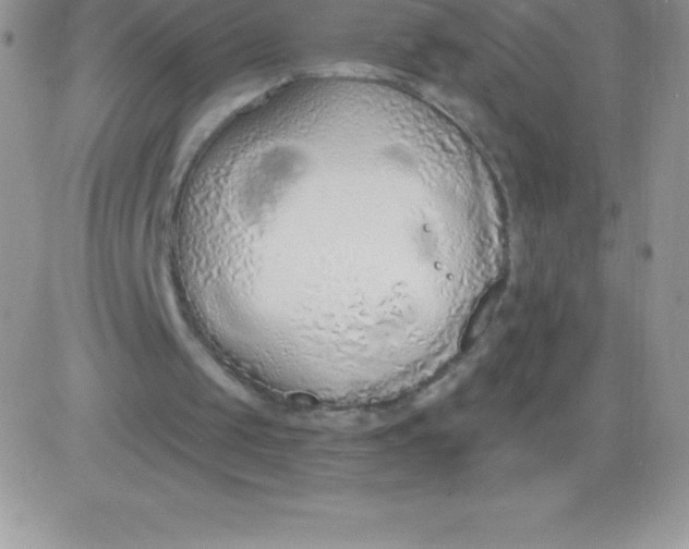 X0000081380049200701252049