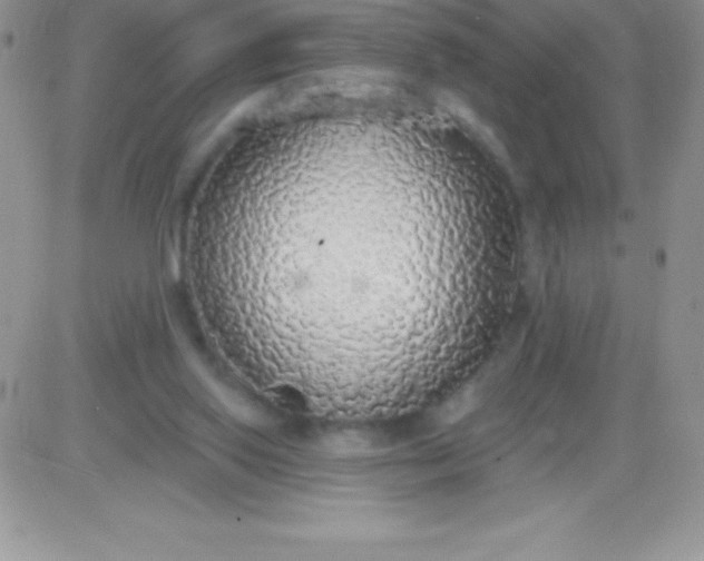 X0000081380062200701252049