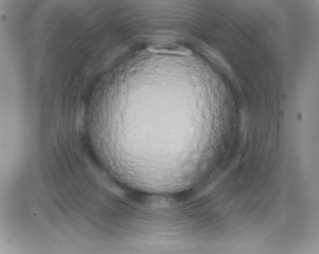 X0000081380073200701252050