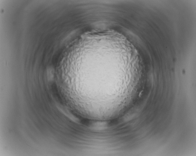 X0000081380081200701252050