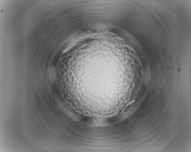 X0000081380093200701252050