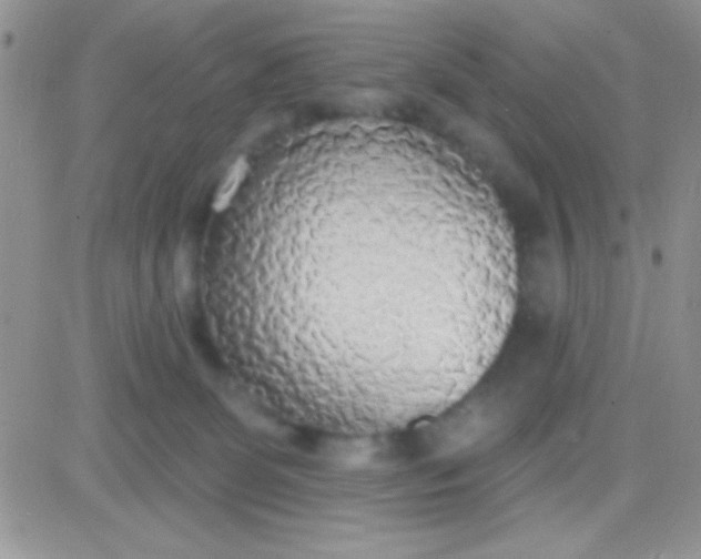 X0000081380131200701252049