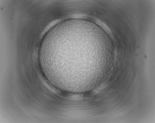 X0000081380155200701252048