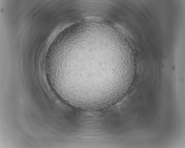X0000081380241200701252046