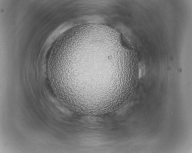 X0000081380339200701252044