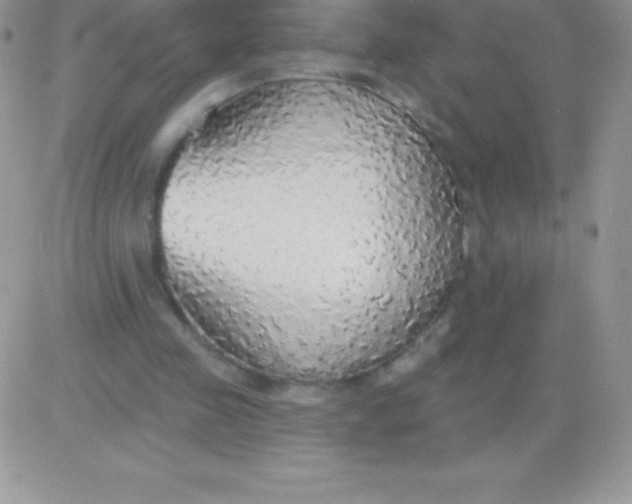 X0000081380341200701252045