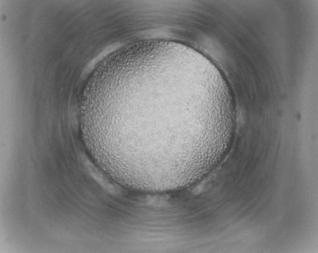 X0000081380345200701252045