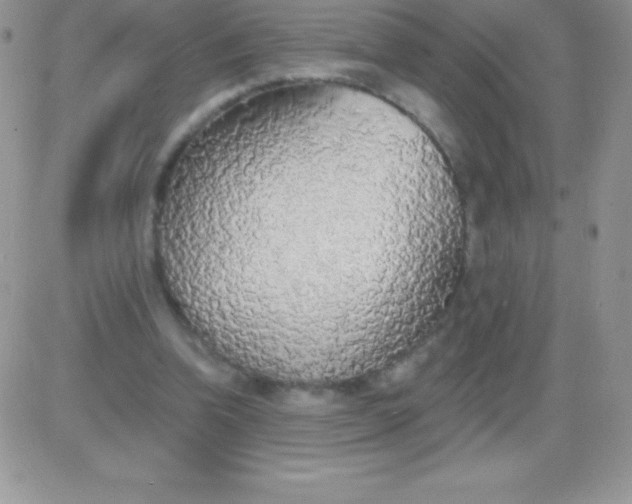 X0000081380346200701252045