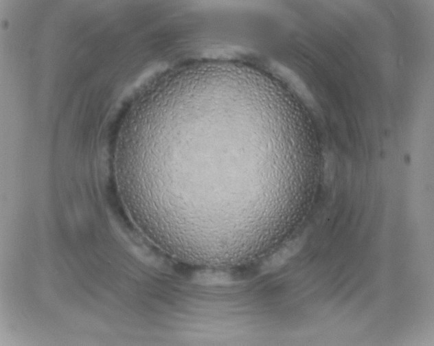 X0000081380354200701252045