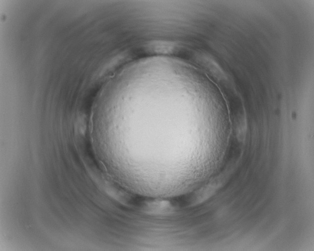 X0000081380374200701252045