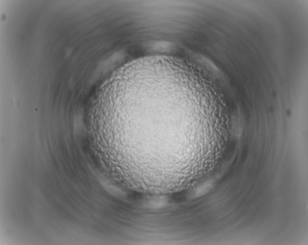 X0000081380377200701252045