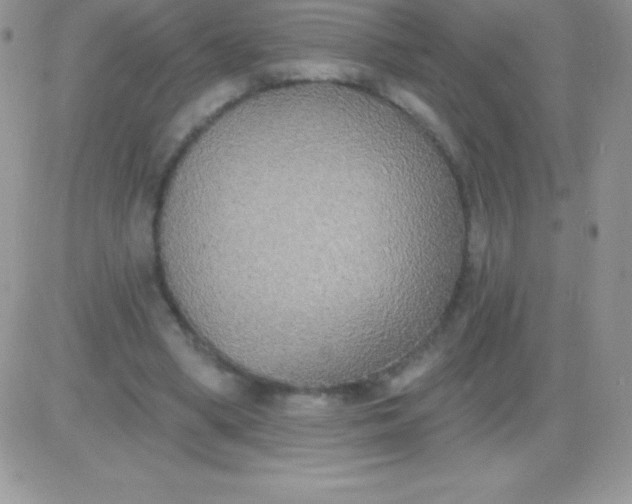 X0000081380394200701252044