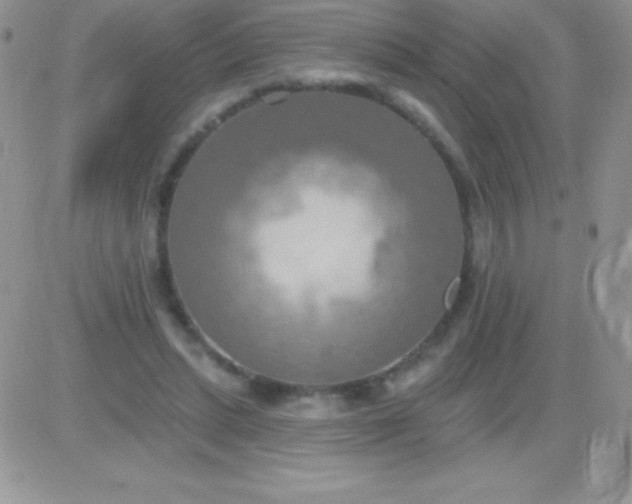 X0000081380447200701252043