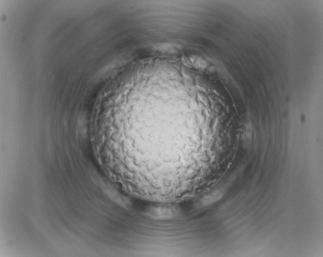 X0000081380466200701252043