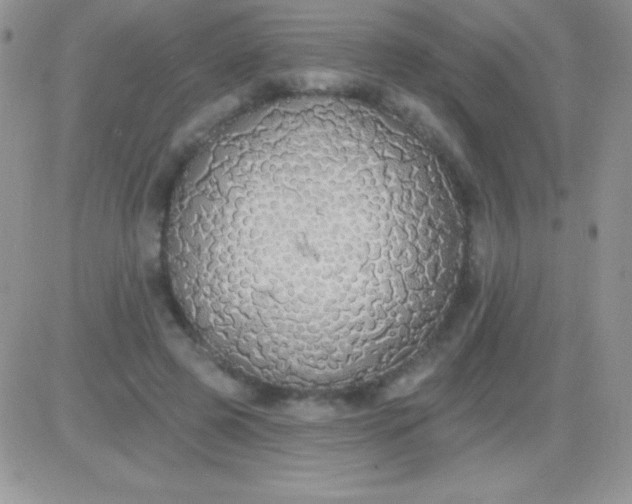 X0000081380545200701252042