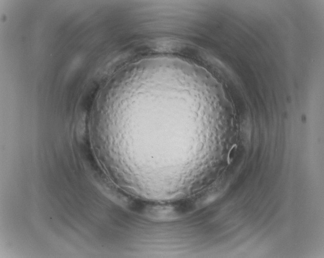 X0000081380554200701252042