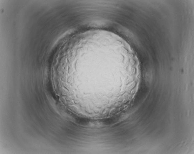 X0000081380591200701252041