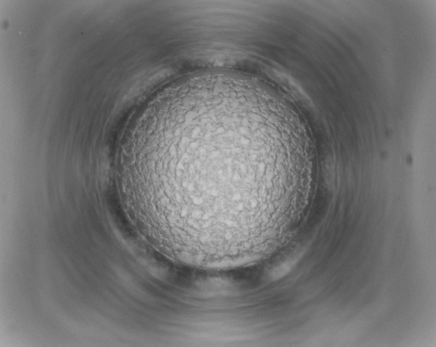 X0000081380594200701252041