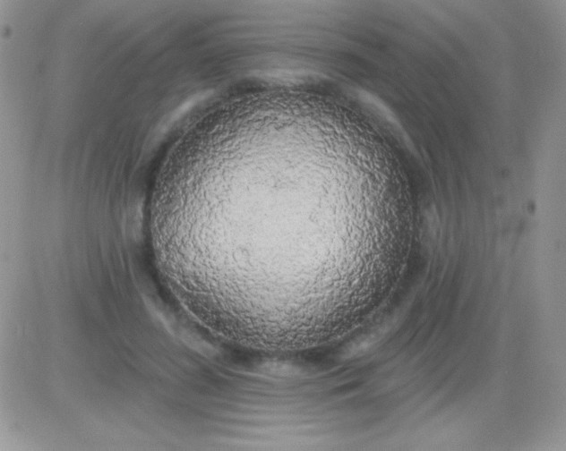 X0000081380596200701252041
