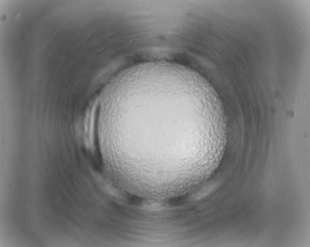 X0000081380624200701252041