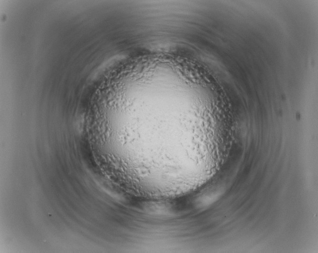 X0000081380652200701252040