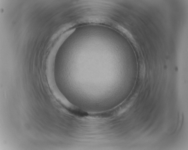 X0000081380673200701252040