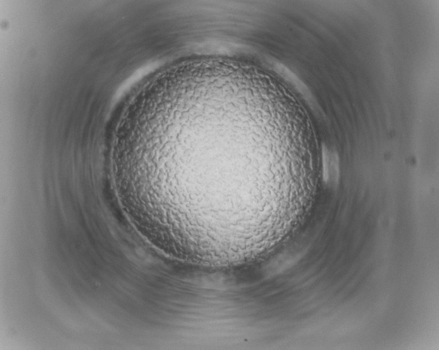 X0000081380675200701252040