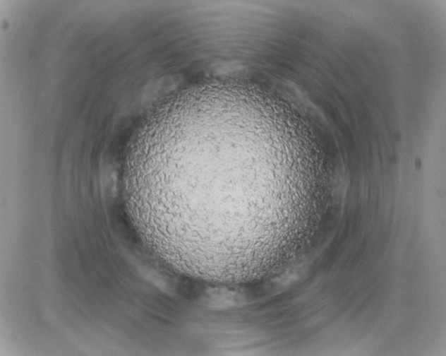 X0000081380703200701252039