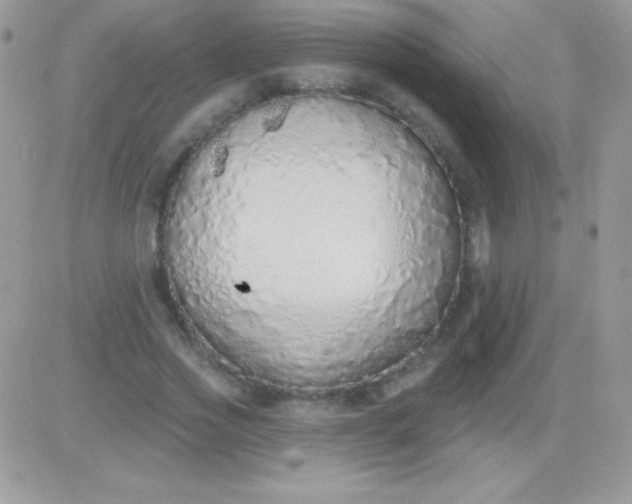 X0000081380733200701252038