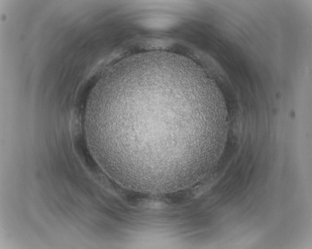 X0000081380743200701252039