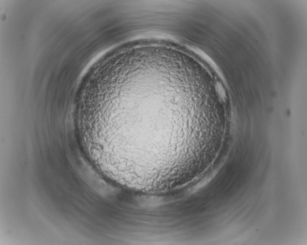 X0000081380783200701252038