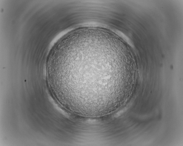 X0000081380839200701252037