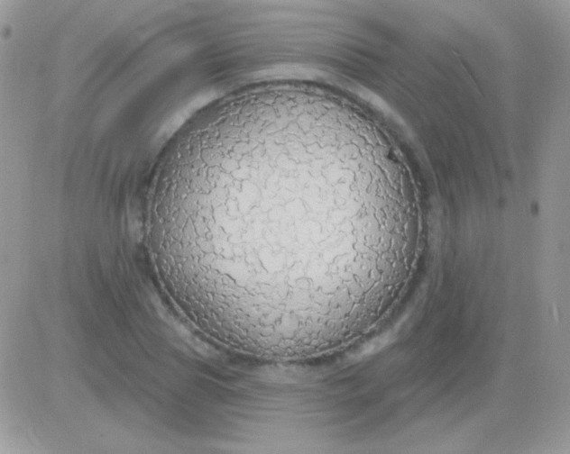 X0000081380929200701252035