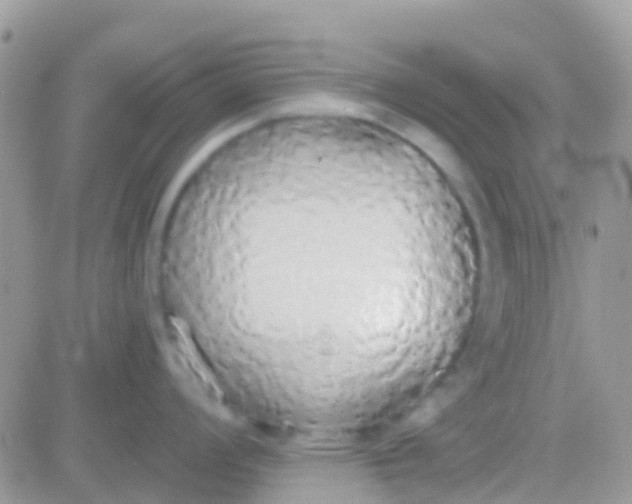 X0000081381008200701252034