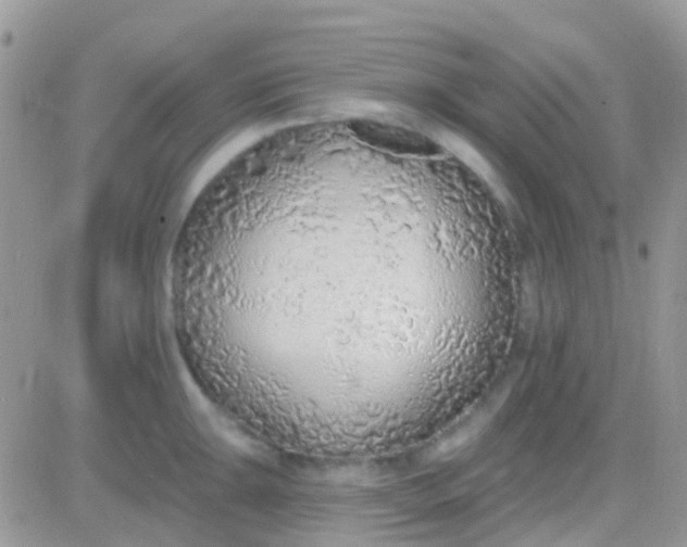 X0000081381047200701252034