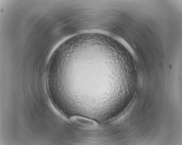 X0000081381100200701252033