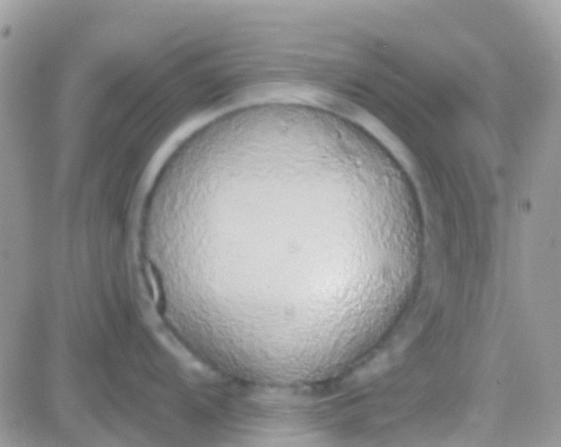 X0000081381104200701252033
