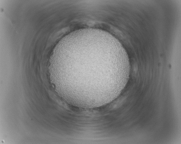X0000081381105200701252032