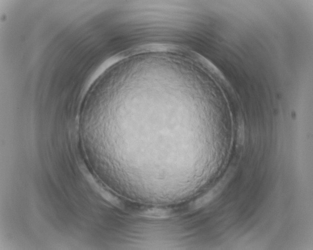 X0000081381178200701252032