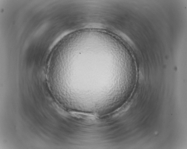 X0000081381212200701252031