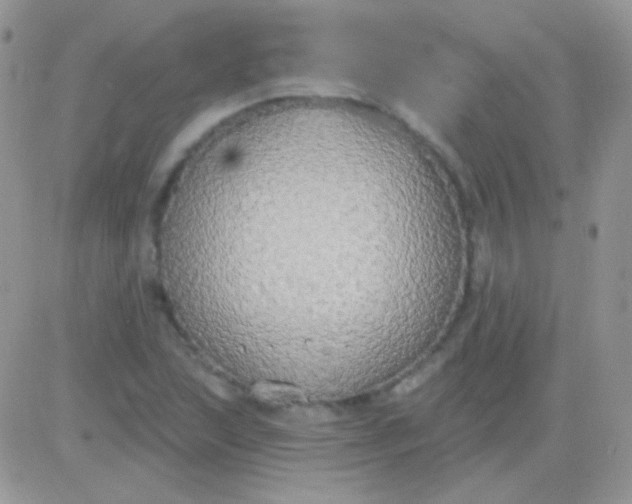 X0000081381215200701252031