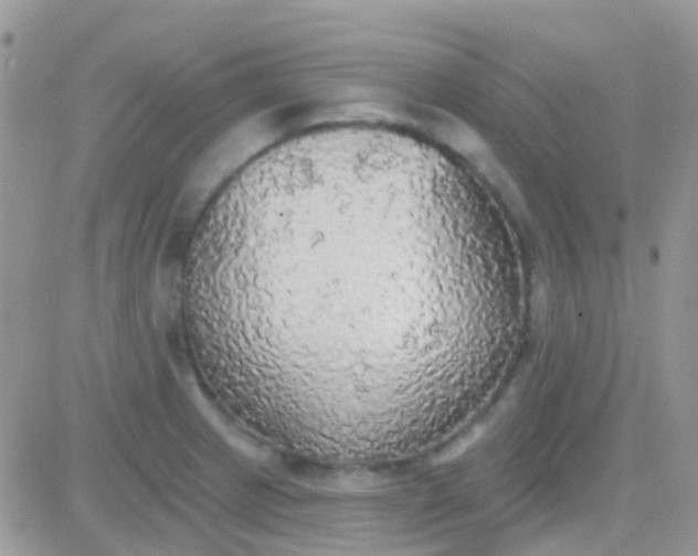 X0000081381233200701252031