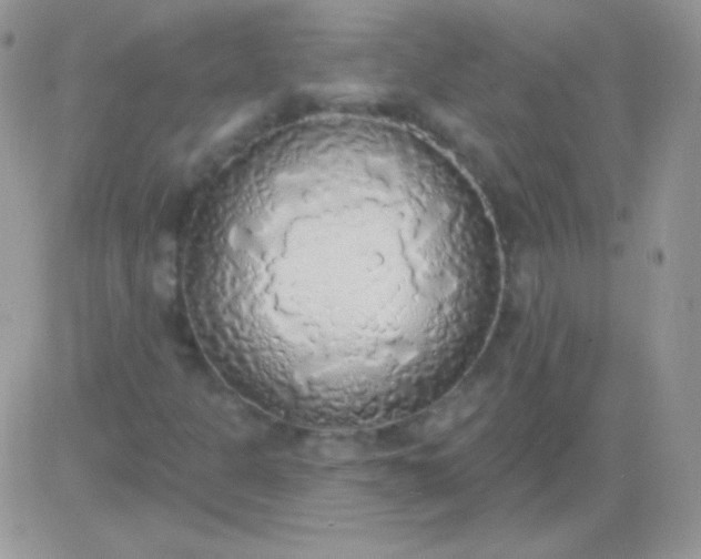 X0000081381301200701252029