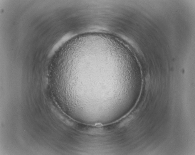 X0000081381363200701252028