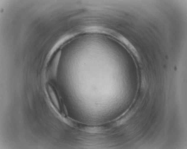 X0000081381376200701252028